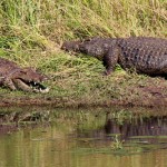 Crocodiles at Bonamanzi