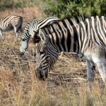 Zebras at Hluhluwe