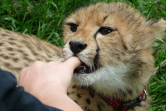 Cheetah-Interaction